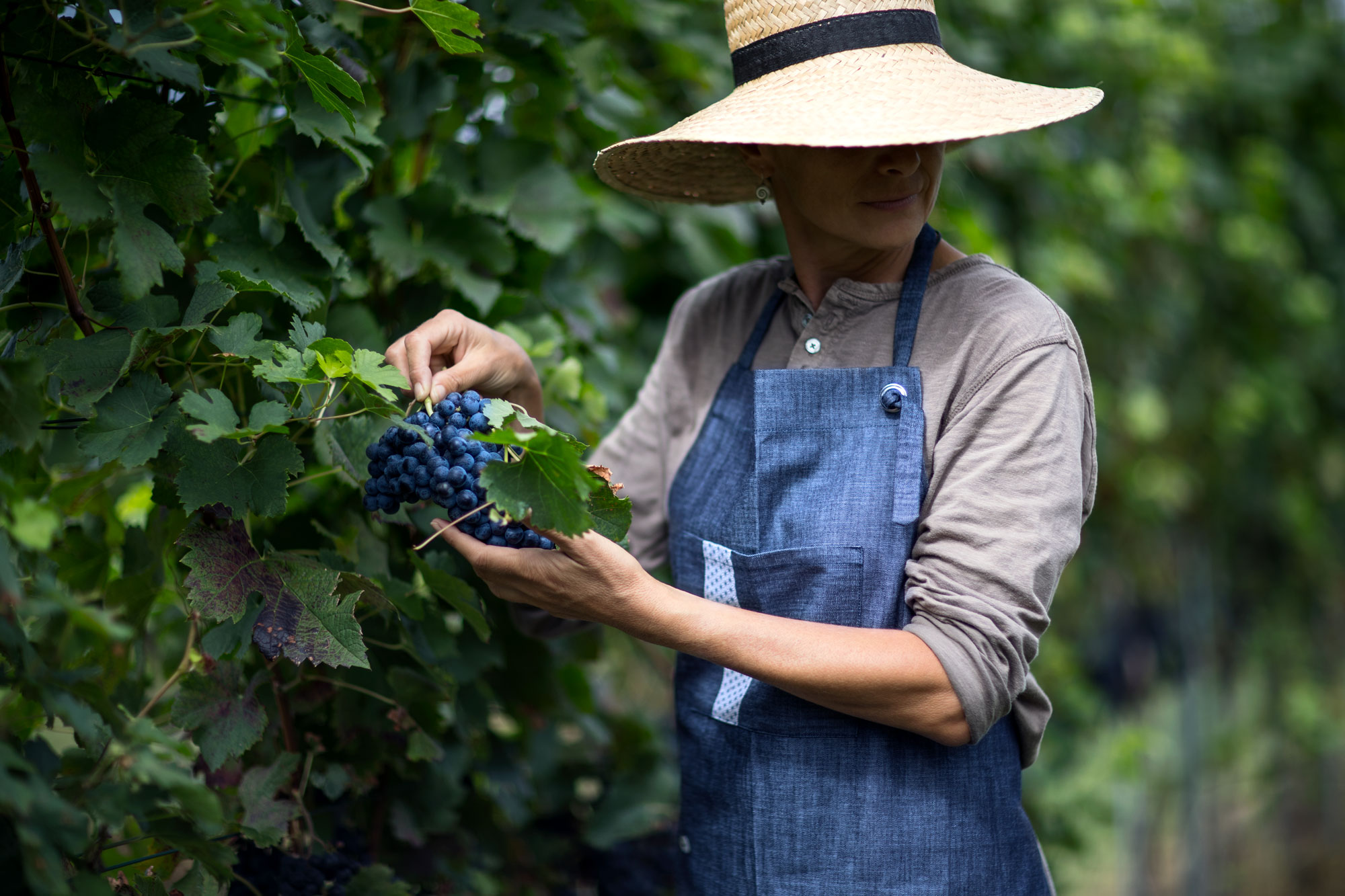 Vigneti alla maggia