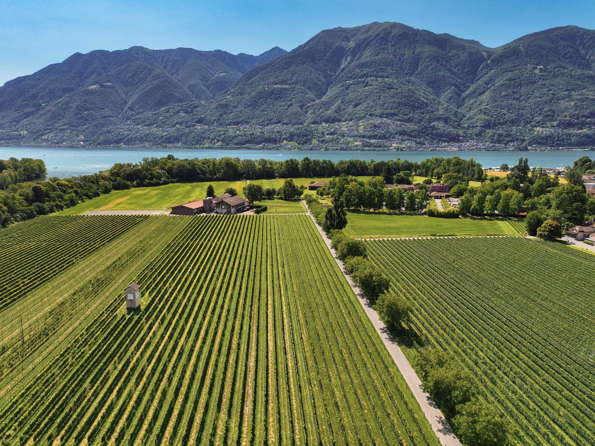 Cantine alla Maggia vino