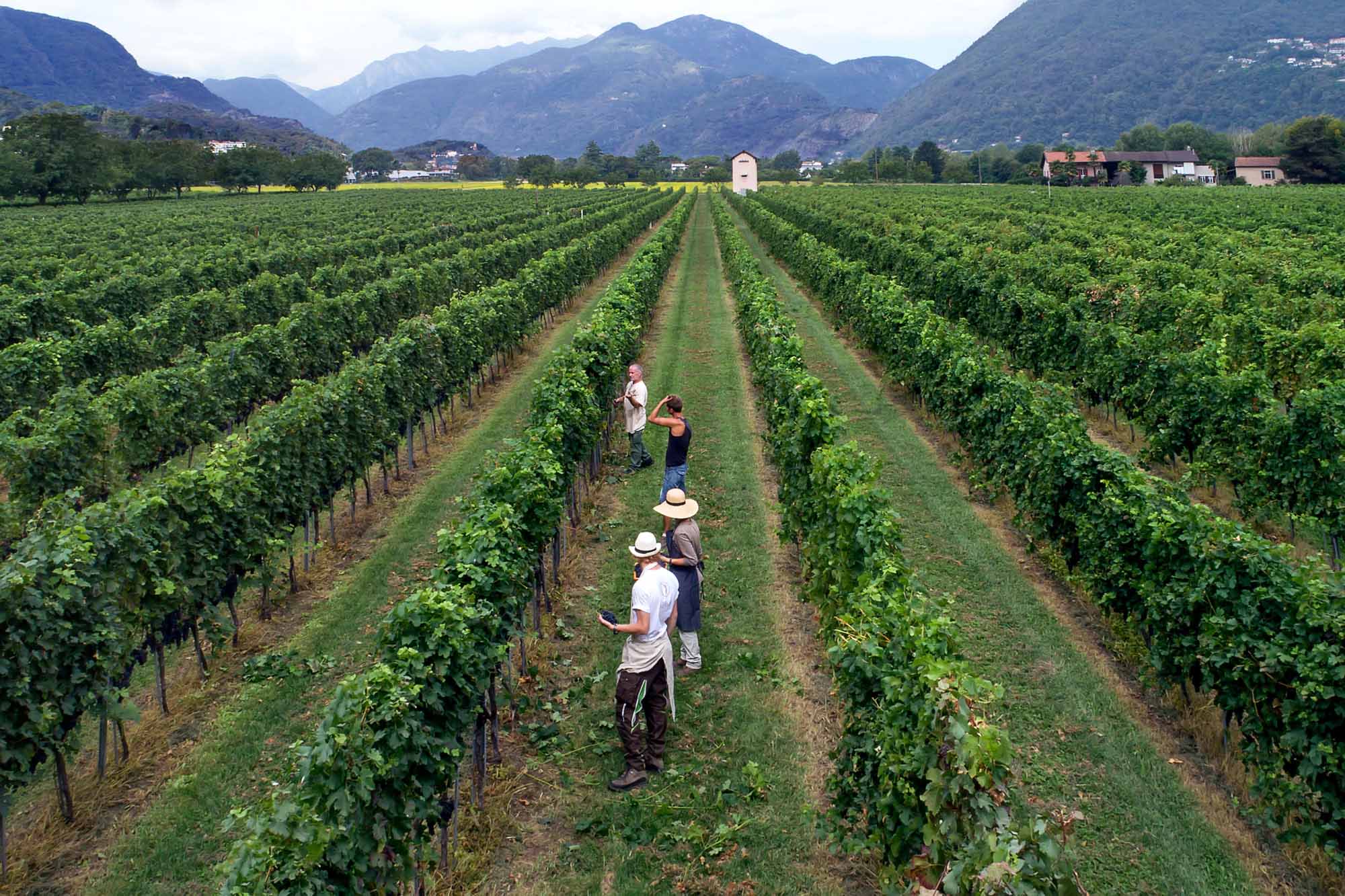 vigneti cantine alla maggia